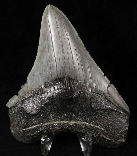Megalodon Tooth - South Carolina #20792